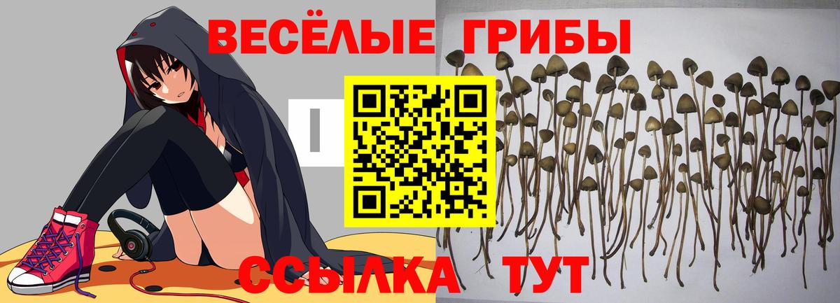 Сунжа  Псилоцибиновые грибы Cubensis  Вход с VPN  где купить наркотик  Псилоцибиновые грибы прущие грибы 